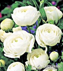 Ranunculus White 5 pcs