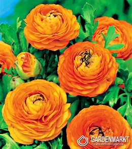 Ranunculus Orange 5 pcs