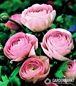 Ranunculus Pink 5 pcs