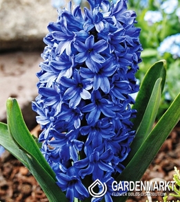 Hyacinth Blue Star 10 pcs