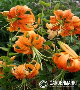 Lily Lancifolium 1 pcs