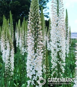 Eremurus Foxtail Lily Brutus 1 pcs
