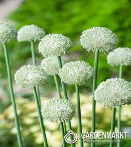 Allium - Czosnek Ping Pong 5 pcs