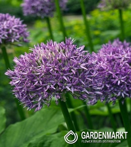 Allium - Czosnek Dutchman 1 pcs