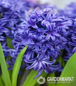 Hyacinth Blue Pearl 5 pcs
