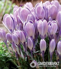 Spring Crocus Striped Bird 10 pcs