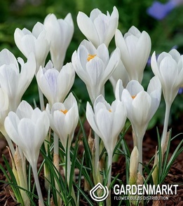 Spring Crocus Ivory Princess 10 pcs