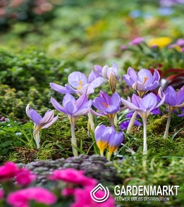 Spring Crocus Imperati 3 pcs