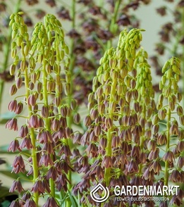 Fritillaria Persica Minaret 1 pcs
