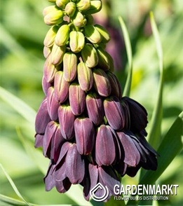 Fritillaria Persica Purple Favourite 1 pcs