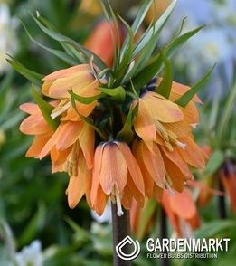Fritillaria Sunrise 1 pcs
