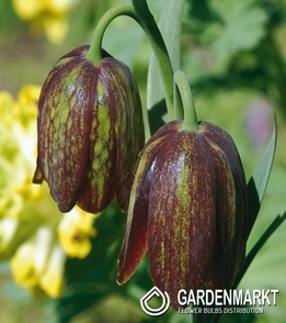 Fritillaria Davisii 1 pcs
