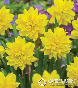 Narcissus Tete Deluxe 5 pcs