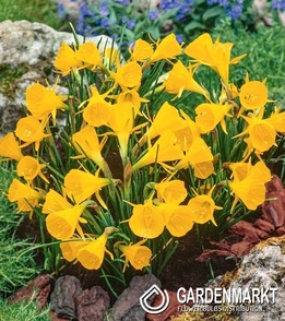 Narcissus Golden Bells 5 pcs