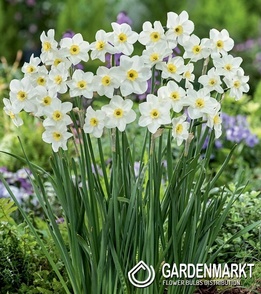Narcissus Lieke 5 pcs