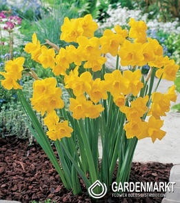 Narcissus quail 5 pcs
