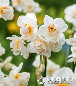 Narcissus Abba 5 pcs