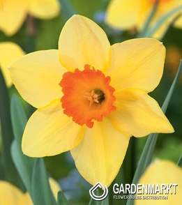 Narcissus Red Devon 5 pcs