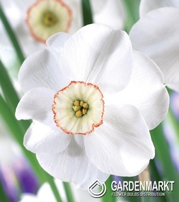 Narcissus Dreamlight 5 pcs