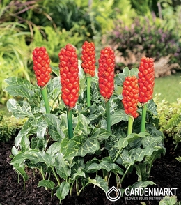 Italian Arum 3 pcs