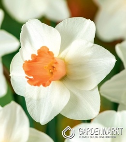 Narcissus skype 5 pcs