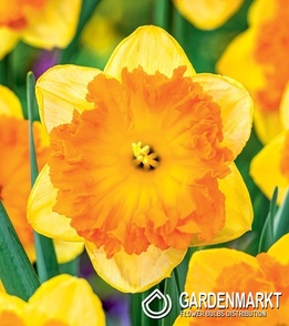 Narcissus Bright Corsage 5 pcs