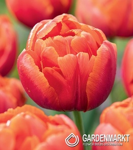 Tulip Icoon 5 pcs