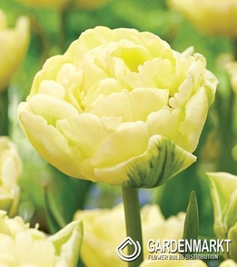 Tulip Avant Garde 5 pcs