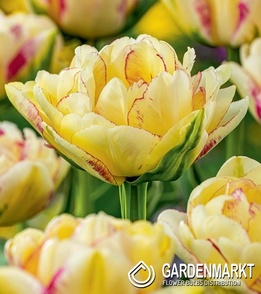 Tulip Double Shake 5 pcs