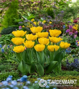 Tulip Marie Jo 5 pcs