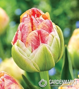 Tulip Sprinkle Dip 5 pcs