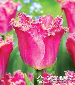 Tulip Katie Melua 5 pcs