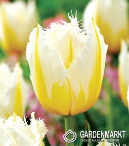 Tulip Lemon Beauty 5 pcs
