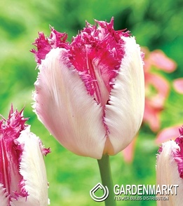 Tulip Eyelash 5 pcs