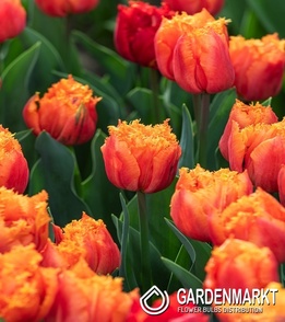 Tulip Royal Centennial 5 pcs