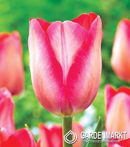 Tulip Pink Sound 5 pcs