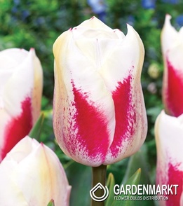Tulip Tango 5 pcs