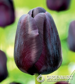 Tulip Black Jack 5 pcs