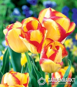 Tulip Black Outbreak 5 pcs