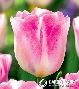 Tulip Black Infiniti 5 pcs