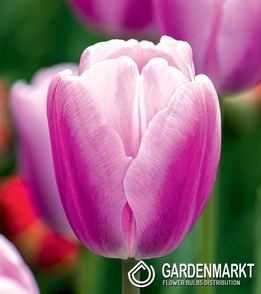 Tulip Black Argos 5 pcs