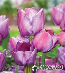 Tulip Black Blue Heaven 5 pcs
