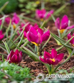 Tulip Black Blue Pulchella Odalisque5 pcs