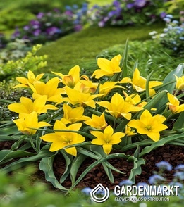 Tulip kolpakowskiana 5 pcs