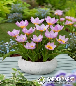 Tulip Bakeri Lilac Wonder 5 pcs