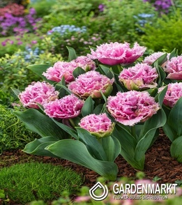 Tulip cairns 5 pcs