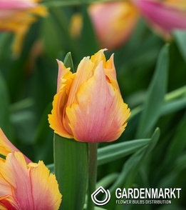 Tulip Flaming Memory 5 pcs