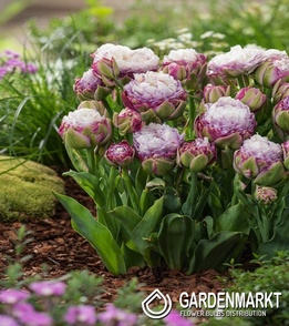 Tulip Peggy Wonder 5 pcs