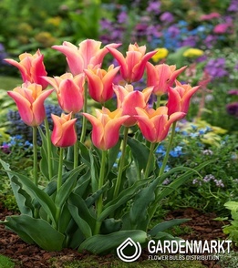 Tulip Marianne 5 pcs