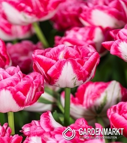 Tulip Marshmallow 5 pcs